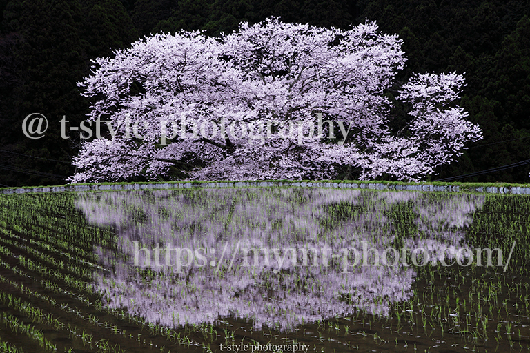 奈良県諸木野の桜