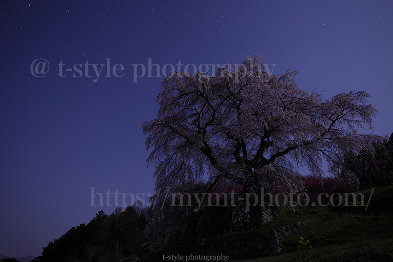 月夜の又兵衛桜