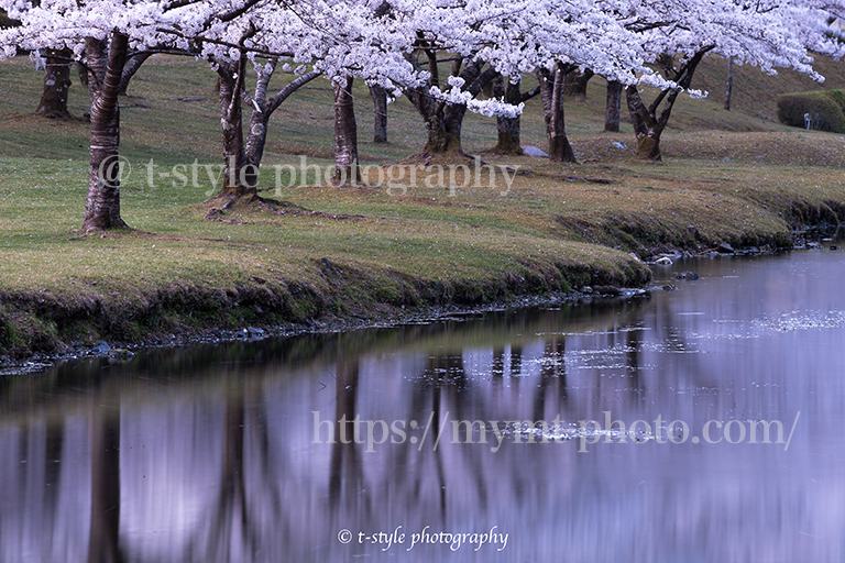 奈良県下北山村の桜並木とリフレクション