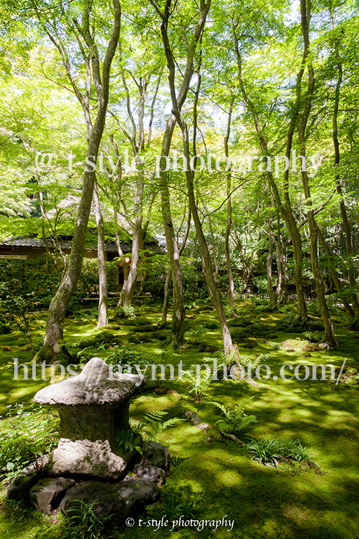 新緑の京都祇王寺