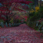 吉野山にある高城山展望台の紅葉絨毯を撮ってきた