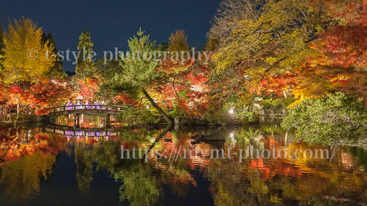 禅林寺永観堂の紅葉ライトアップ