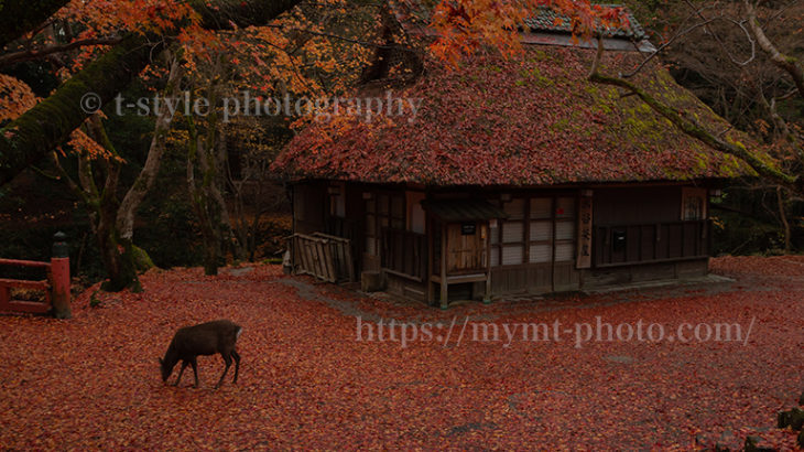 奈良公園の紅葉と鹿