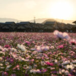 藤原宮跡のコスモスを撮ってきました